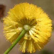 Image result for Acacia borleae