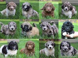 All puppies are sold with limited registration. Newfiedoodle And Mini Newfiedoodle Pups For Sale Newfypoo Reasonable Adoption Rates