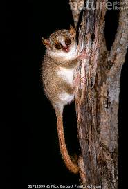 Image result for Pycreus muricatus