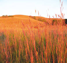 Image result for Sorghastrum fuscescens