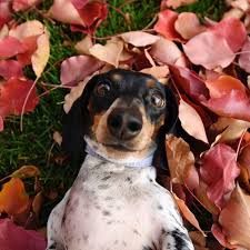 We provide a free lising service for dachshund breeders to advertise their puppies in indianapolis, fort wayne, gary, south bend and anywhere else in indiana. Dachshund Puppies Indiana Usa Buy Puppy In Your Area