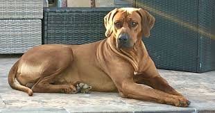 This dog makes a great family pet. Pedigree Rhodesian Ridgeback Puppies Pets For Sale In Spain In Murcia