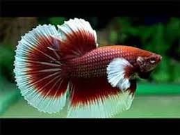 Different Types Of Betta Fish Complete Guide Fish Care