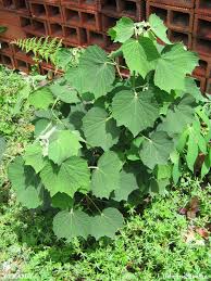 Image result for Urena lobata