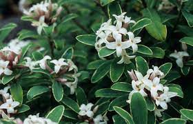 Varieties such as 'carol mackie' are especially prized for their variegated foliage. Great Plant Picks Unbeatable Plants For The Maritime Northwest Garden