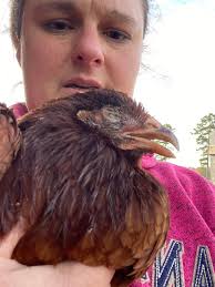 What to do for a swollen eye in a chicken?