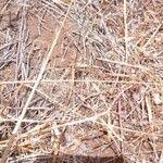 Image result for Eragrostis aspera