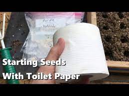 Starting Seeds With Toilet Paper Youtube