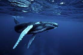 If you're in search of the best humpback whale wallpaper, you've come to the right place. Whale Wallpaper Bangke Wall