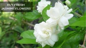Every type is so unique and beautiful. Where To Buy Fresh Jasmine Flowers Near Me