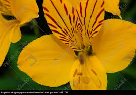 Flor Do Lirio Peruano No Parque Nacional Conguillio Fotos De Arquivo 28251731 Banco De Imagens Panthermedia