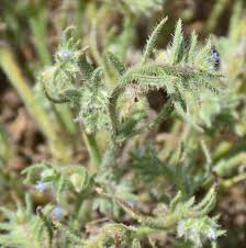 Image result for Zygophyllum leucocladum