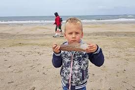Times, prices and cheap tickets online for all buses from timmendorfer strand to finde einen bus von timmendorfer strand nach rotterdam. Fossilien Aus Dem Rotterdamer Hafen Hafenzeitung