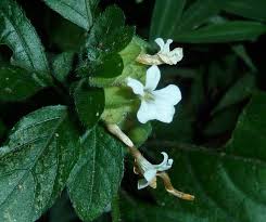 Image result for Phaulopsis sangana