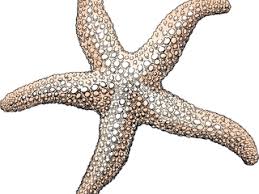 Quais são as snipers do jogo? Bts Quiz