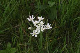 Certain weeds produce broad, flat leaves that look for all the world like the foliage of a corn plant (zea mays), which grows in u.s. Star Of Bethlehem Flower Or A Weed Spring Green Blog