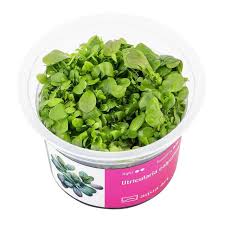 Image result for Utricularia sp.no.1