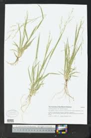 Image result for Urochloa comata