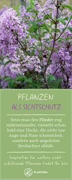 Pflanzen Als Sichtschutz Fur Garten Balkon Plantura Pflanzen Bepflanzung Sichtschutz Pflanzen