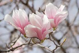 Image result for magnolia soulangeana