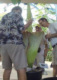 A Time Lapse Of The Corpse Flower Blooming At The Huntington Library