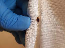 Bed bugs are troublesome household pests. What Do Bed Bugs Look Like