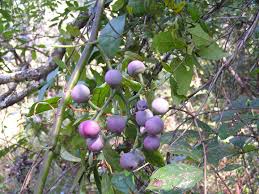 Image result for Cissus aralioides