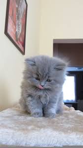 Caes E Gatos Mais Fofos Do Mundo 30 Dos Gatos Mais Fofinhos Do Mundo Animais Bebes Mais Fofos Gatinhos Gatos