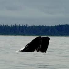 Image result for Auxopus