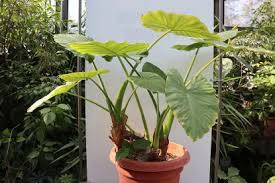 Image result for Alocasia odora