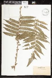Image result for Cyathea mildbraedii