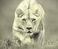 لبوة تفترس Female Lion Animals Beautiful Animals