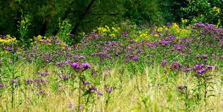 Image result for Vernonia turbinella