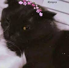 Lihat ide lainnya tentang anak kucing menggemaskan, anak kucing gemas,. Nih Ppcp Kucing Kali Aja Mau Xixixixi Kucing Lovers 3 Facebook