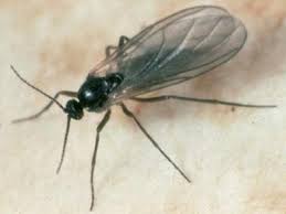 La Mouche Noire De Terreau Dans La Culture Du Cannabis Alchimiaweb