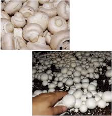 20 minutes ago · we begin with fresh, never frozen beef, seared on a grill after you order. Buy White Button Mushroom Growing Kit Makes It Easy To Grow Your Fresh Shrooms Online In Indonesia B075zfd182