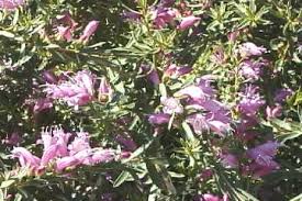 Image result for Phragmanthera edouardii