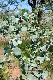 Image result for Commiphora viminea