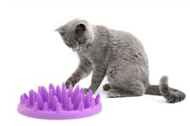 It is also a great way to embrace diy (do it yourself) activities. 7 Cat Food Puzzles That Will Feed Your Cat S Hunter Spirit