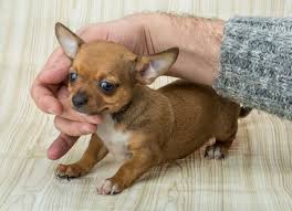 A puppy sneezing on occasion is normal, but if the sneezing is frequent, you need to detect the cause. Reverse Sneezing In Chihuahuas Cute Chihuahua Chihuahua Chihuahua Puppies