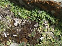 Image result for Cerastium afromontanum