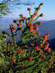 We did not find results for: 12 Indigenous Plants Zimbabwe Ideas Plants Zimbabwe Waterwise Garden