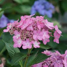 Dg_s_cancan (sequence), dg_t_cancan (touch sequence). Let S Dance Can Do Hydrangea Garden Crossings