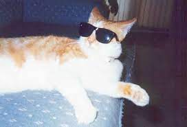 You should feel proud about even making it. Cat In Sunglasses Cats Know Your Meme