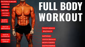Diagram of the human muscular system (infographic). The Best Science Based Full Body Workout For Growth 11 Studies