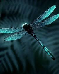 Black And Yellow Dragonfly With Long Tail Insects Dragonfly Dragon Flys Dragonfly Art