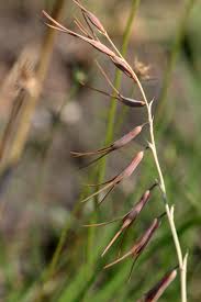 Image result for Dipcadi viride