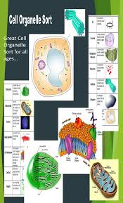 Pin On Cells Cells And More Cells