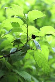 Image result for Blepharispermum pubescens