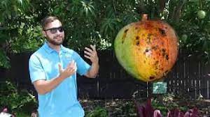 Your florida mangos stock images are ready. The Best Mangoes To Grow In Florida With Seth Youtube